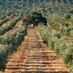 Cuándo plantar olivos: la clave para un cultivo exitoso y saludable
