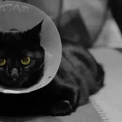 Chatte noire aux yeux d'or, portant une collerette après stérilisation. Elle semble un peu perdue.
