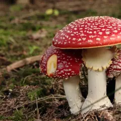 Tres setas rojas con puntos blancos, conocidas como setas venenosas, crecen en el bosque.