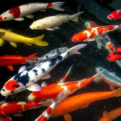 Un banc de carpes koi de différentes tailles et couleurs nage dans un étang sombre.