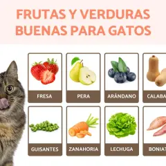 Un gato curioso mira fresas, peras, arándanos, calabaza, guisantes, zanahoria, lechuga y boniato, mostrando qué comen los gatos.