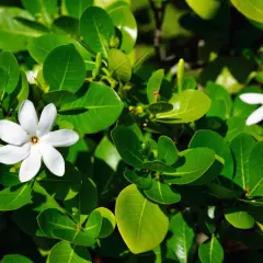 Białe kwiaty gardenia tahitańska wśród bujnych, zielonych liści.