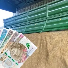 Zboże wysypujące się z przyczepy, w tle polskie banknoty. Widać, że cena owsa jest wysoka.