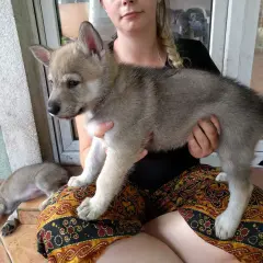 Dziewczyna trzyma szczenię wilczaka amerykańskiego. Obok śpi drugi maluch.