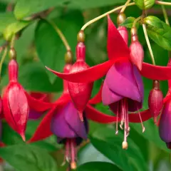 Colgantes pendientes de la reina planta, con pétalos rojos y morados, adornan un jardín exuberante.