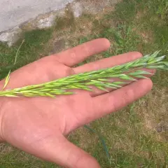 Zielony kłos owsa spoczywa na dłoni, obok leży żółty mniszek lekarski.