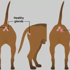 Illustration montrant les glandes anales d'un chien. Une glande est saine, l'autre est bloquée, signe possible de stress chez le chien.
