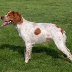 Un perro bretón, con su pelaje blanco y manchas naranjas, descansa en la hierba verde, con la lengua fuera y la mirada atenta.