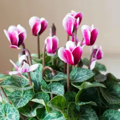 Un bouquet de cyclamens aux fleurs roses et blanches, parfait pour un entretien facile et une touche de couleur.
