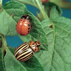 Due coleotteri dorifora su una foglia di patata. Uno è arancione con macchie nere, l'altro è giallo a strisce nere.