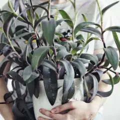 En person håller en krukväxt med mörklila blad, en vacker tradescantia pallida.
