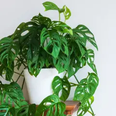 Monstera adansonii z nowymi, jasnozielonymi liśćmi, które właśnie wypuszcza, tworząc bujną kaskadę.