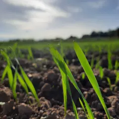 Młode źdźbła zbóż, niczym elipris, przebijają się przez ziemię. Słońce oświetla pole, zapowiadając obfite plony.