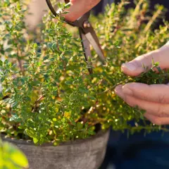 En hand klipper timjan för att samla in dess aromatiska blad. Snart kan dessa små timjan frön ge upphov till en hel örtagård.