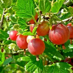 Reife, rote Stachelbeeren hängen an einem Strauch. Verschiedene Stachelbeere Sorten reifen im Sommer.