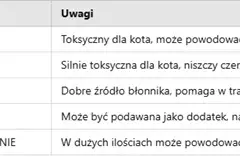 Czy koty mogą jeść cebulę? Dowiedz się, jak uniknąć zatrucia