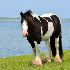 Un magnifique cob gypsy pie noir et blanc, avec sa crinière au vent, se tient près d'un lac paisible.