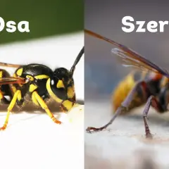Osa i szerszeń – dwa owady, które często mylimy. Osa jest mniejsza i ma wyraźniejsze czarno-żółte pasy. Szerszeń jest większy, z brązowo-żółtym ubarwieniem.