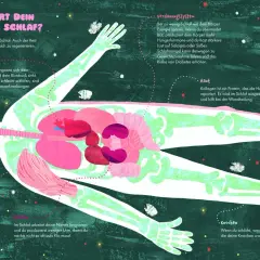 Illustration zeigt einen menschlichen Körper im Schlaf, dessen Organe und Knochen hervorgehoben sind. Schlaf ist wichtig für die Regeneration.