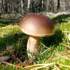 Kiedy jest sezon na grzyby? Poznaj najlepsze miesiące na zbiór