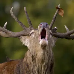 Un ciervo macho con astas impresionantes emite un potente bramido, anunciando la llegada de **la berrea** en el bosque.