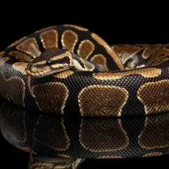 Python Królewski: Jak wybrać i wyposażyć idealne terrarium?