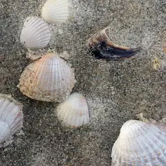 Jakie muszle w Bałtyku? Rozpoznaj swoje plażowe skarby!