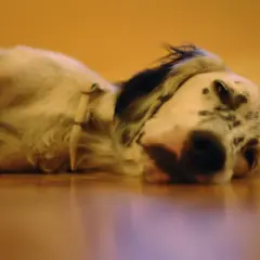 Un perro dálmata en letargo, descansando plácidamente sobre un suelo de madera.