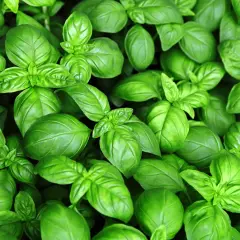 Świeża bazylia, idealna do pesto. Gdzie kupić? W sklepach ogrodniczych lub na targu.