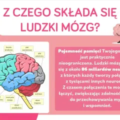 Ilustracja przedstawia schemat ludzkiego mózgu z zaznaczonymi płatami: czołowym, ciemieniowym, potylicznym, skroniowym, móżdżkiem i rdzeniem przedłużonym.