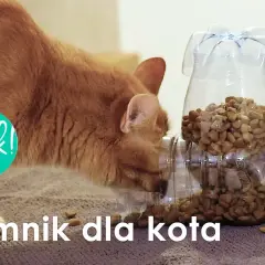 Dozownik karmy dla psa DIY: Zrób to sam, bezpiecznie i tanio!