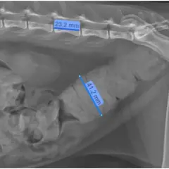 Radiograph showing a cat's abdomen with a severely dilated colon, indicative of megacolon. The colon measures 41.2 mm in diameter.