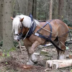 Potężny kon pociagowy w uprzęży pracuje w lesie, pomagając w transporcie ściętych drzew.