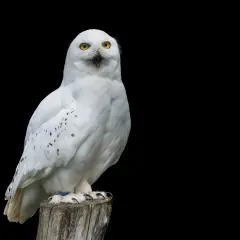 Búho nival con ojos amarillos brillantes, parece que está a punto de hablar. ¡Un sueño con búhos!