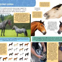 Chrapy konia, czyli górna warga otaczająca otwory nosowe, mogą mieć różne kształty. Koński pysk jest miękki i wilgotny.