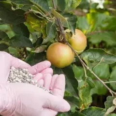 Jakie nawozy pod jabłonie na wiosnę zapewnią zdrowe plony?