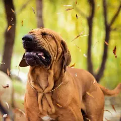 Perro con cara de sorpresa y hojas cayendo, parece que está experimentando un estornudo inverso.
