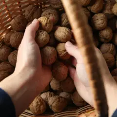 Kiedy jest sezon na orzechy włoskie i jak nie przegapić zbiorów