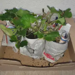 Pelargonie w doniczkach, owinięte gazetami, czekają w kartonie. To prosty sposób, jak przezimować pelargonie w kartonie, by cieszyć się nimi wiosną.