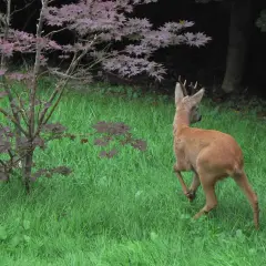 Ein junges Reh mit Geweih rennt über eine grüne Wiese. Es sucht nach leckerem rehe futter unter dem japanischen Ahorn.