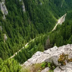Widok z góry na zalesioną Dolinę Kościeliską z krętą drogą wijącą się wśród drzew.