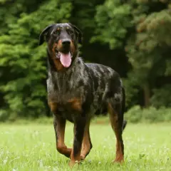 Piękny owczarek francuski beauceron z merle umaszczeniem, z językiem na wierzchu, stoi na zielonej łące.