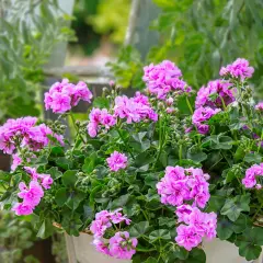 Kaskada różowych kwiatów pelargonii zwisającej pełnej w donicy, otoczona zielonymi liśćmi.