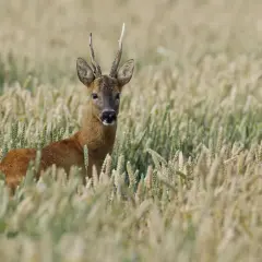 Ein Rehbock steht im Getreidefeld. Die Frage "wann bekommen rehe junge" beschäftigt viele Naturfreunde, die diese Tiere im Frühsommer erwarten.