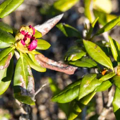 Rododendron z widocznymi objawami chorób: brązowe plamy i biały nalot na liściach. Pąki kwiatowe w kolorze różowym.