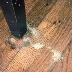 Segni di un tarlo insetto sul parquet. La polvere fine indica la presenza di questi parassiti nel legno.