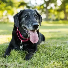 A senior black lab rests in the grass, its muzzle graying. Observing its teeth and coat can help tell how old a dog is.