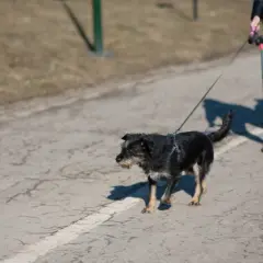 Gdzie na spacer z psem w Krakowie? 20+ idealnych miejsc!