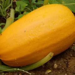 Courge spaghetti mûre, jaune vif, recouverte de gouttes de rosée, prête à être récoltée dans le potager.