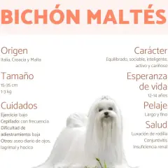 Un adorable bichón maltés, con su pelaje blanco y sedoso, es el protagonista de esta infografía que detalla su origen, tamaño, cuidados, carácter y salud.